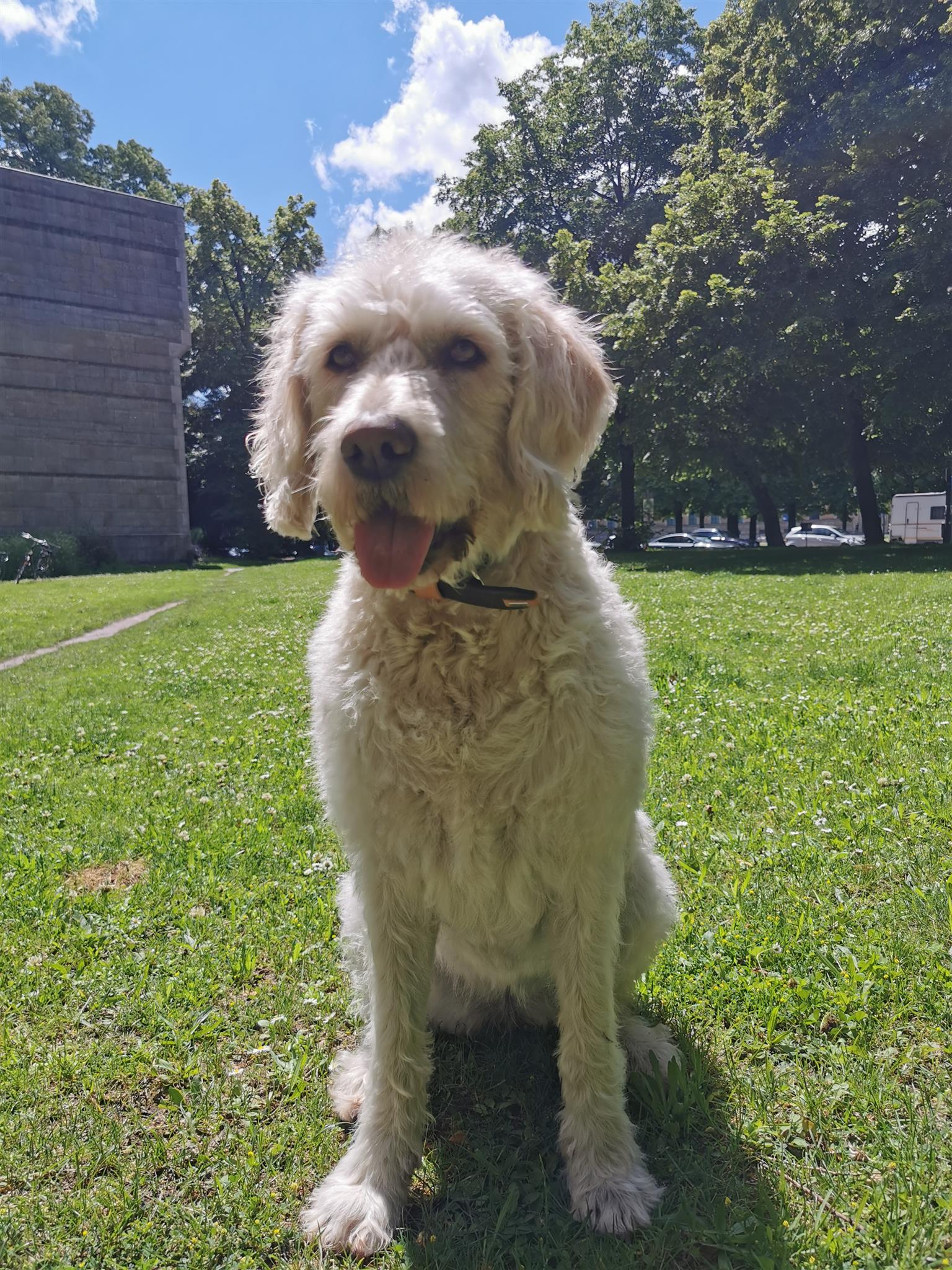 Hund im Park auf Wiese