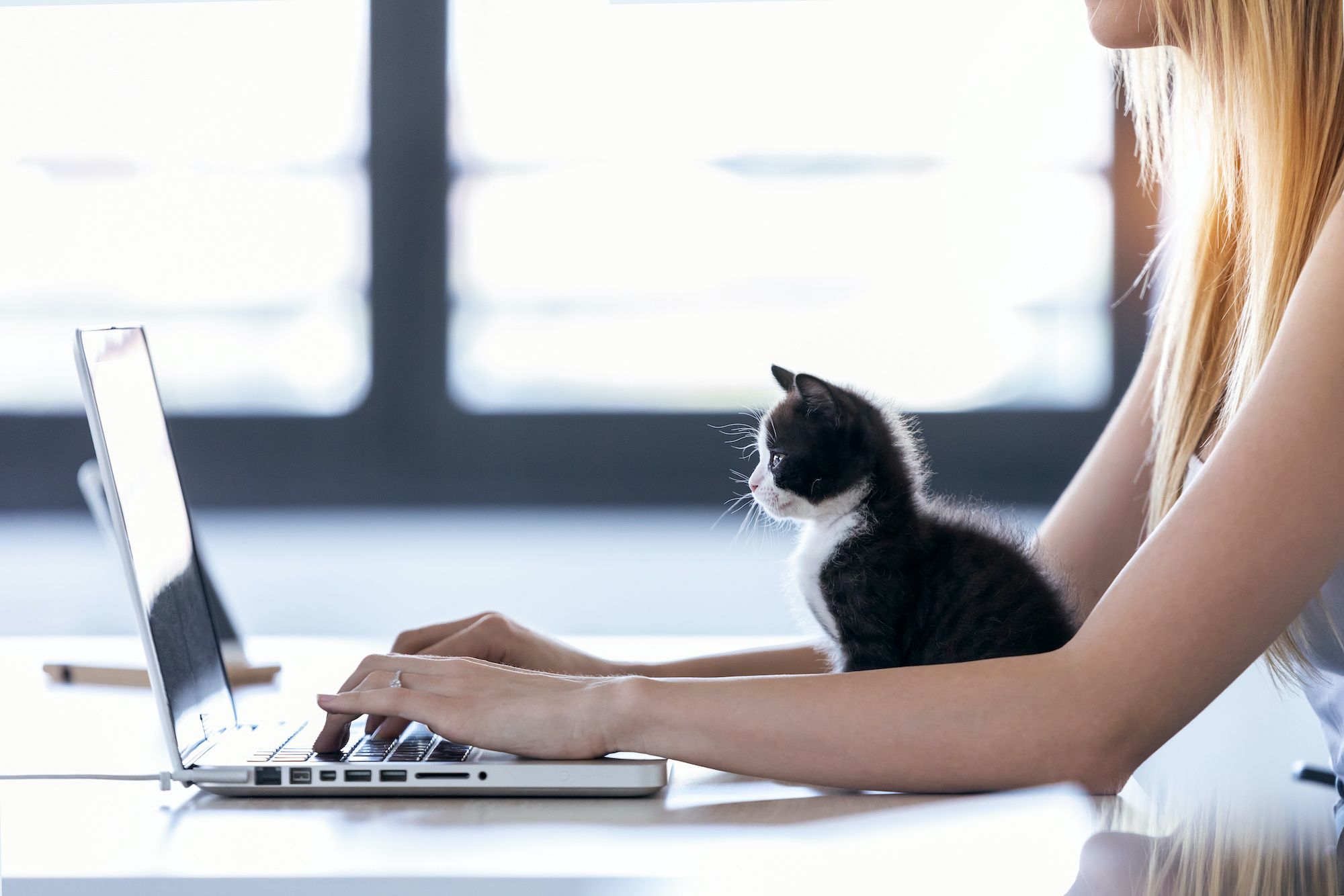 Onlinetools Frau vor Laptop mit Katze